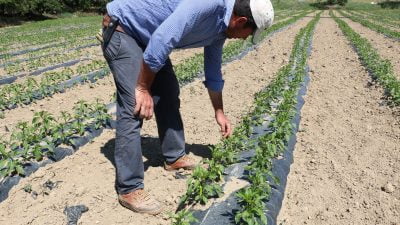 Erzincan’ın Üzümlü ilçesine bağlı Karakaya Köyü’nde Çermik Mahallesinde sebze üreten