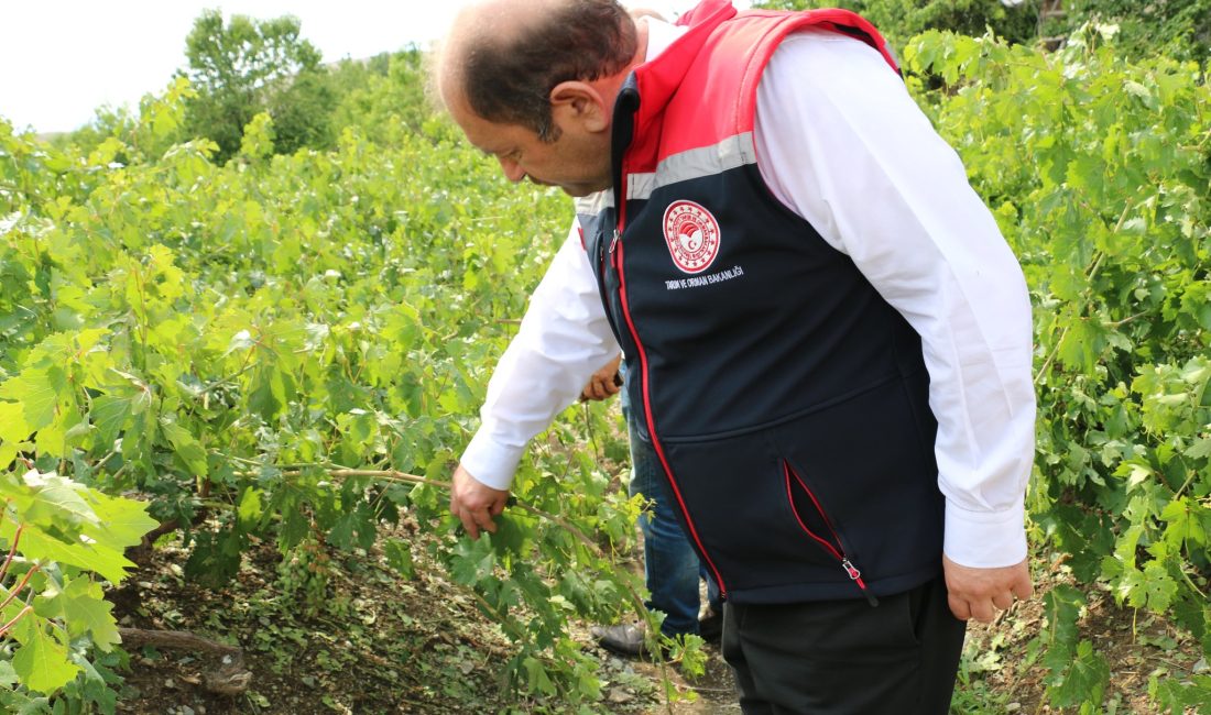Erzincan’ın Üzümlü ilçesi ve köylerinde meydana gelen dolu yağışı sonrasında