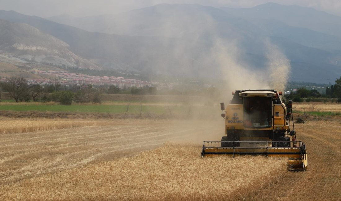 Hububat tarlalarında Biçerdöver ile hasat işlemleri başladı.