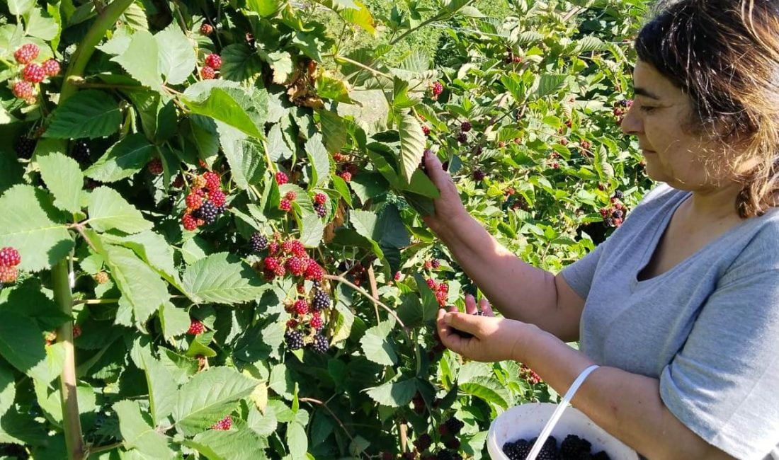 Erzincan tarımında yeni ürünlerin yetiştiriciliği büyük ilgi görüyor