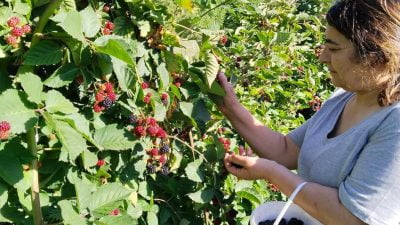 Erzincan tarımında yeni ürünlerin yetiştiriciliği büyük ilgi görüyor