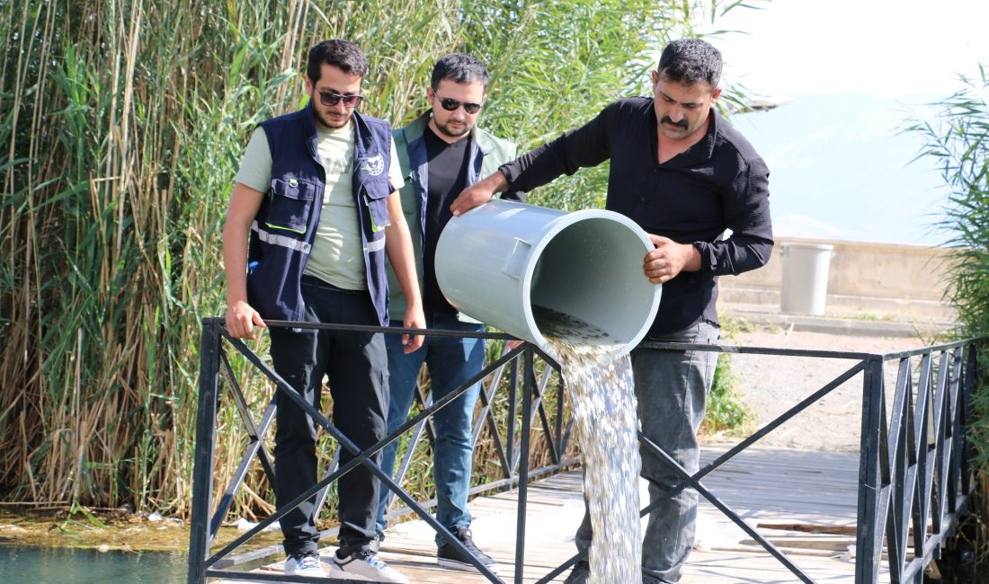 Erzincan’da bulunan baraj ve göletlere 560 bin adet balık yavrusu