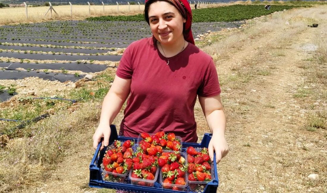 Erzincan’da çilek üretiminde Ağustos ayında başlayan ikinci hasat dönemi Kasım