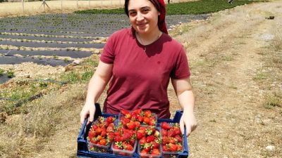 Erzincan’da çilek üretiminde Ağustos ayında başlayan ikinci hasat dönemi Kasım