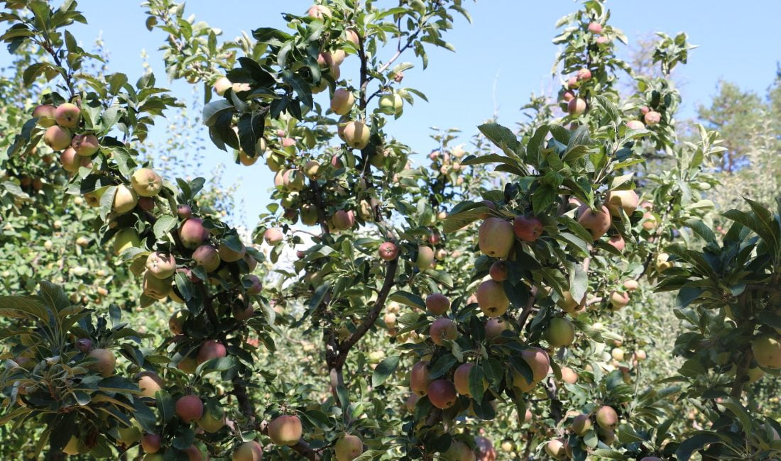 Erzincan Ovası’na bu sene bereket yağıyor