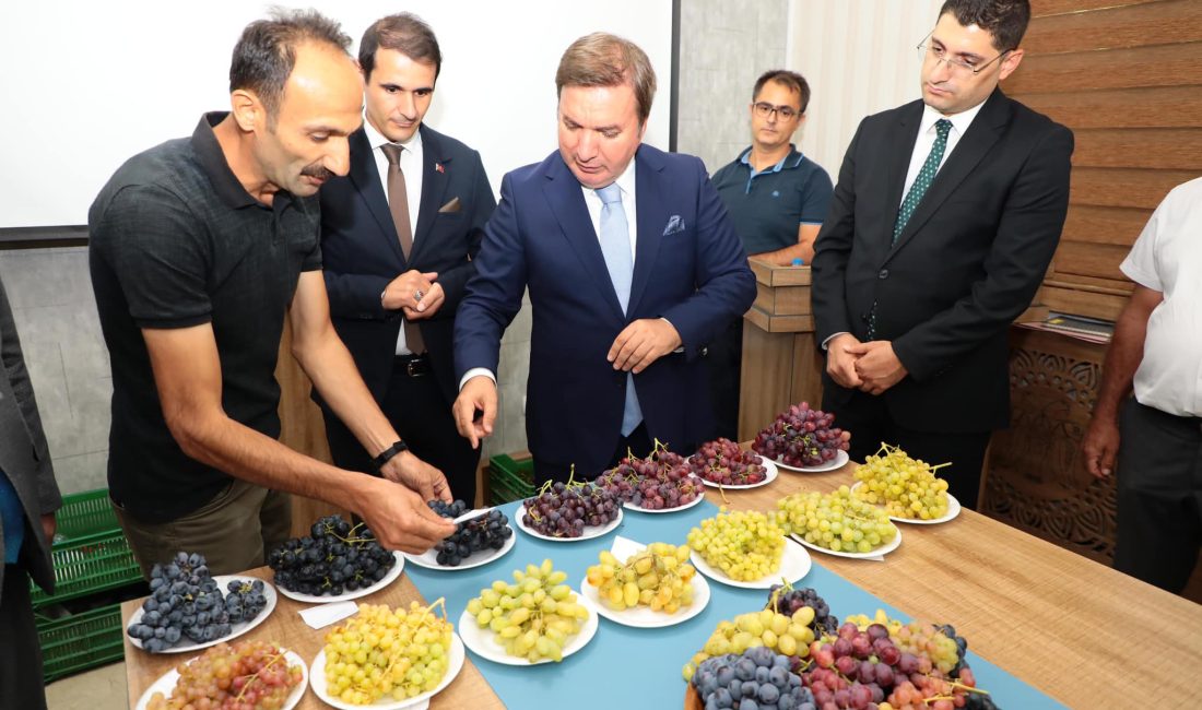 Erzincan'da sofralık yeni üzüm çeşitlerinin yetiştirilmesi çalışmaları devam ediyor.