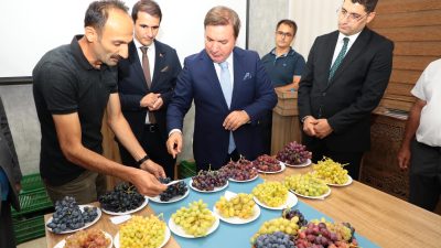 Erzincan'da sofralık yeni üzüm çeşitlerinin yetiştirilmesi çalışmaları devam ediyor.