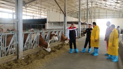 Erzincan’da faaliyet gösteren büyükbaş hayvancılık işletmelerinde ari işletme sertifikası alma