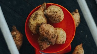 Erzincan’da yeni bir ürün için demonstrasyon alanı kuruldu.