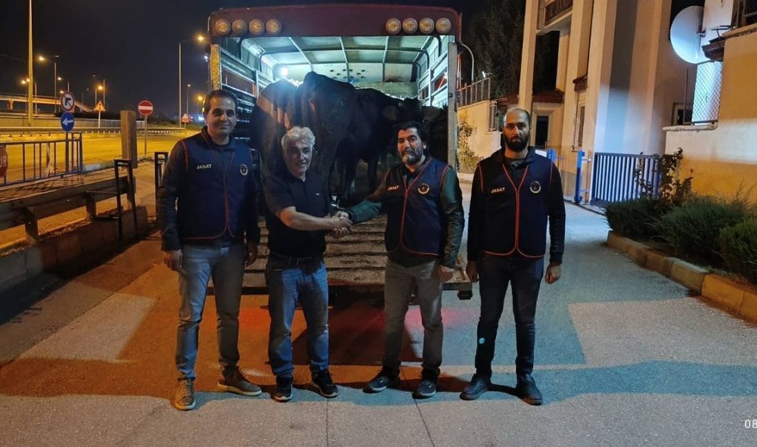 Yapılan operasyon sonucunda 4 adet büyükbaş hayvan ele geçirilerek 2