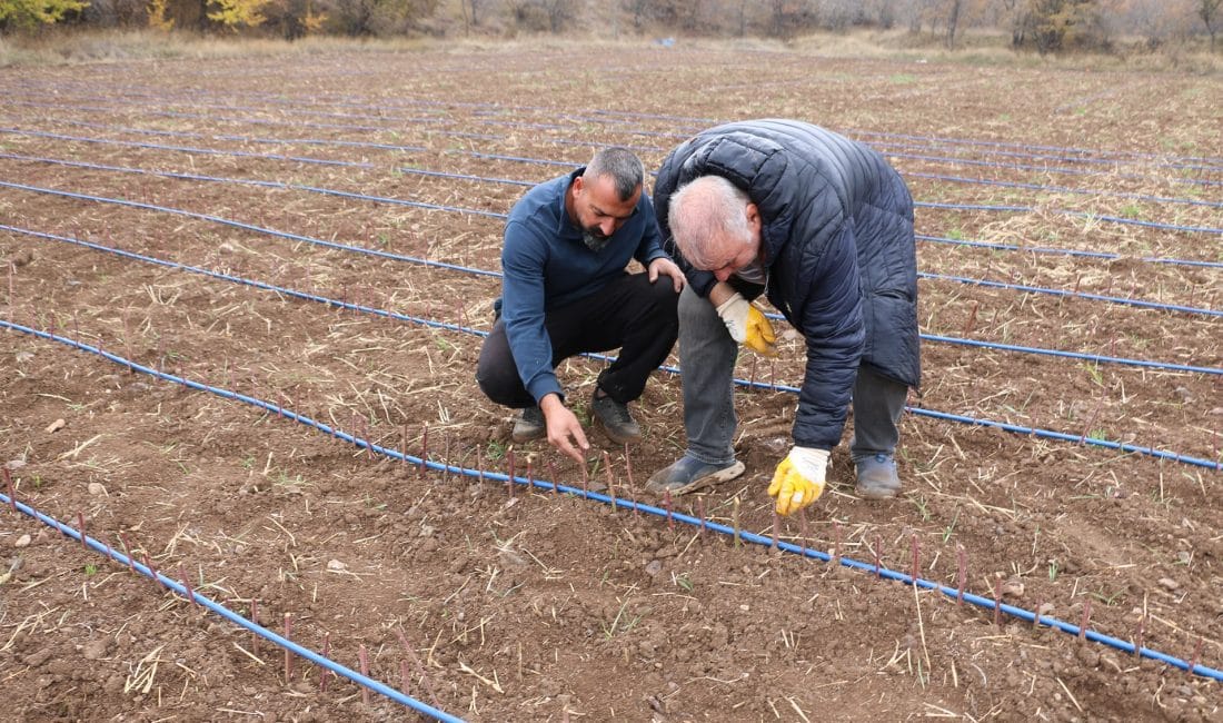 Erzincan’ın toprağı, suyu ve havasının sağladığı avantajları iyi değerlendiren üreticiler,