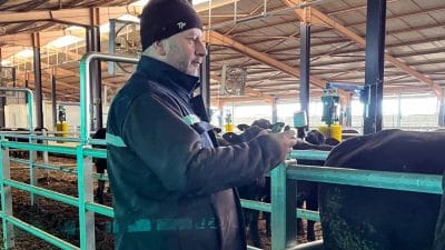 Kampanya kapsamında bugüne kadar Erzincan’daki büyükbaş hayvanların %75’i aşılandı.