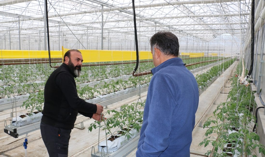 Jeotermal serada ilk dönemde 700 ton domates hasadı yapıldı.