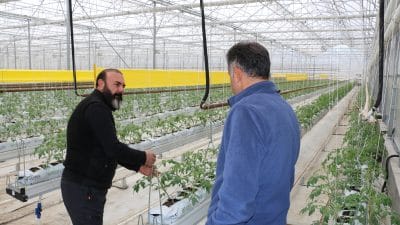 Jeotermal serada ilk dönemde 700 ton domates hasadı yapıldı.