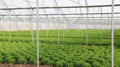 Marul, Erzincan seralarında yetiştirilerek hem Erzincan’a hem bölgeye sunuluyor.