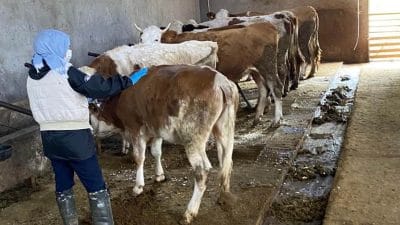 Veteriner sağlık ekipleri 6708 işletmeye tek tek giderek tüm büyükbaş