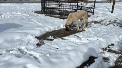 Sokak Hayvanları İçin Besleme Çalışmaları Düzenli Olarak Devam Ediyor.