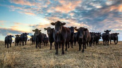 Erzincan’da Kırsalda Bereket, Hayvancılığa Destek Projesi Başvuruları Başladı 