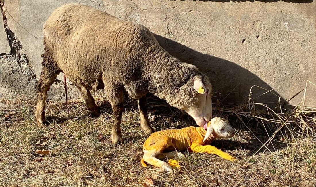 Zor Durumdaki Hayvana Tarım Çalışanından Acil Müdahale Erzincan’da ilginç bir doğum gerçekleşti.