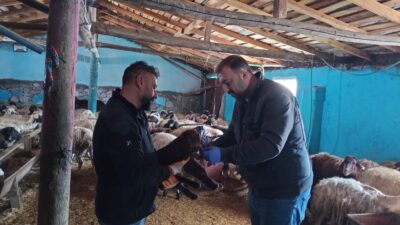 Erzincan’da doğan tüm kuzular küpeleniyor