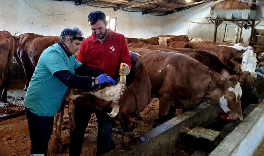 Erzincan’ın İliç ilçesinde tüm büyükbaş hayvanlarda aşılama süreci devam ediyor