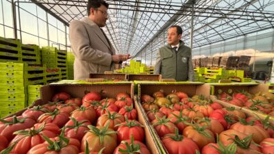 Erzincan’da Kış Mevsiminde Domates ve Marul Üretiliyor 