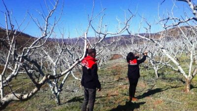 Erzincan’da bulunan meyve bahçelerinde bahar hazırlıkları da başladı.