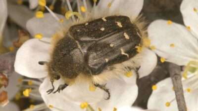 Erzincan Tarım ve Orman İl Müdürlüğü Bitkisel Üretim ve Bitki
