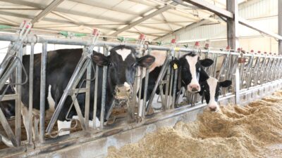 Erzincan tarım ve hayvancılık sektöründe yatırımlara devam ederken, hali hazırda