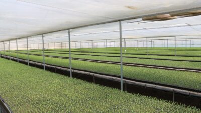 Doğu Anadolu Bölgesi’nin sebze ve meyve deposu olarak anılan Erzincan’da