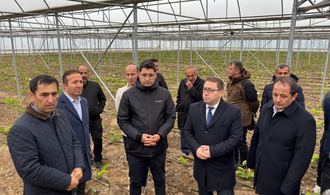 Erzincan Toplu Sera Bölgesi Yatırımcıları Tokat - Erbaa Kesme Çiçek
