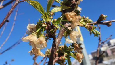 Erzincan Merkez ve 8 ilçede Tarım ve Orman İl/İlçe Müdürlükleri