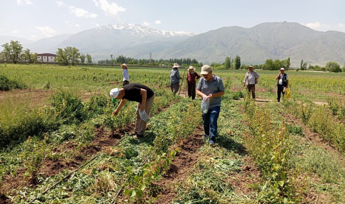Erzincan Tarım ve Orman İl Müdürlüğü ekipleri birçok bölgede hastalık