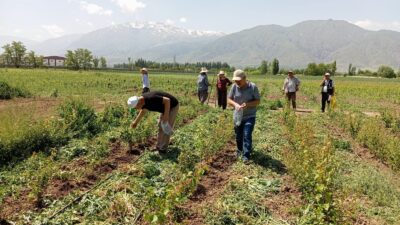 Erzincan Tarım ve Orman İl Müdürlüğü ekipleri birçok bölgede hastalık