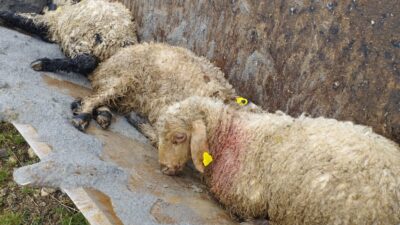 Erzincan’da kış döneminde sık sık yaşanan kurt saldırıları Mayıs ayı