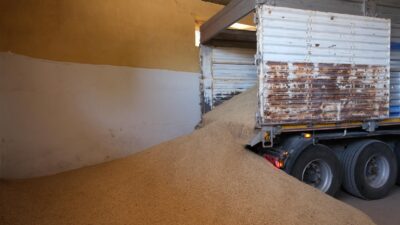 Erzincan’da hububatta ilk hasat ve ilk alım bugün gerçekleşti.