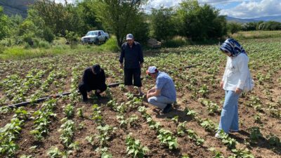 TAKE’den Tedarik Edilen Tohum ve Fideler Kontrol Ediliyor