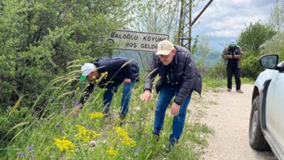Erzincan’da havaların ısınmasıyla birlikte birçok böcek türü sahada aktif olarak