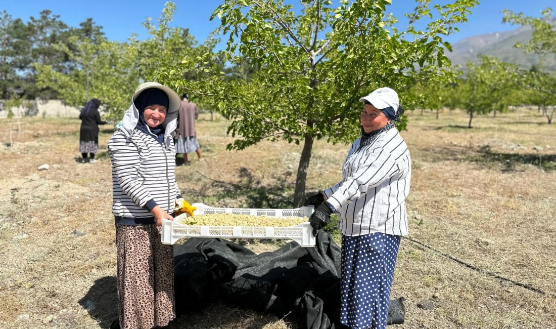 Erzincan’da çok sayıda ağacın dikildiği ve bahçenin kurulduğu dutta yaşanan