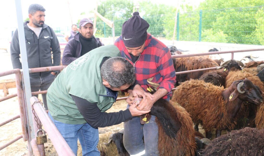 Erzincan Belediyesi Hayvan Pazarında hareketlilik sürüyor