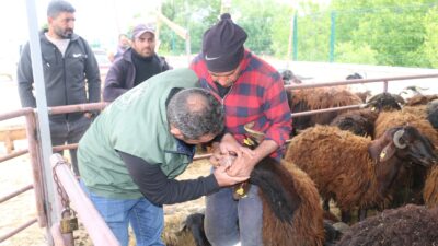 Erzincan Belediyesi Hayvan Pazarında hareketlilik sürüyor