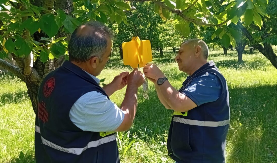Erzincan’ın katma değer oranı yüksek meyveleri arasında yer alan kiraz