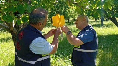 Erzincan’ın katma değer oranı yüksek meyveleri arasında yer alan kiraz
