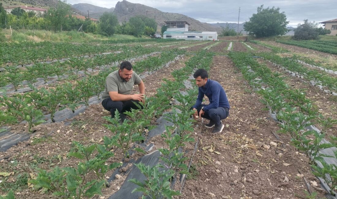 Erzincan ve ilçelerinde sebzecilik giderek artmaya devam ediyor. Merkez ve