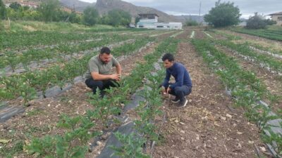 Erzincan ve ilçelerinde sebzecilik giderek artmaya devam ediyor. Merkez ve