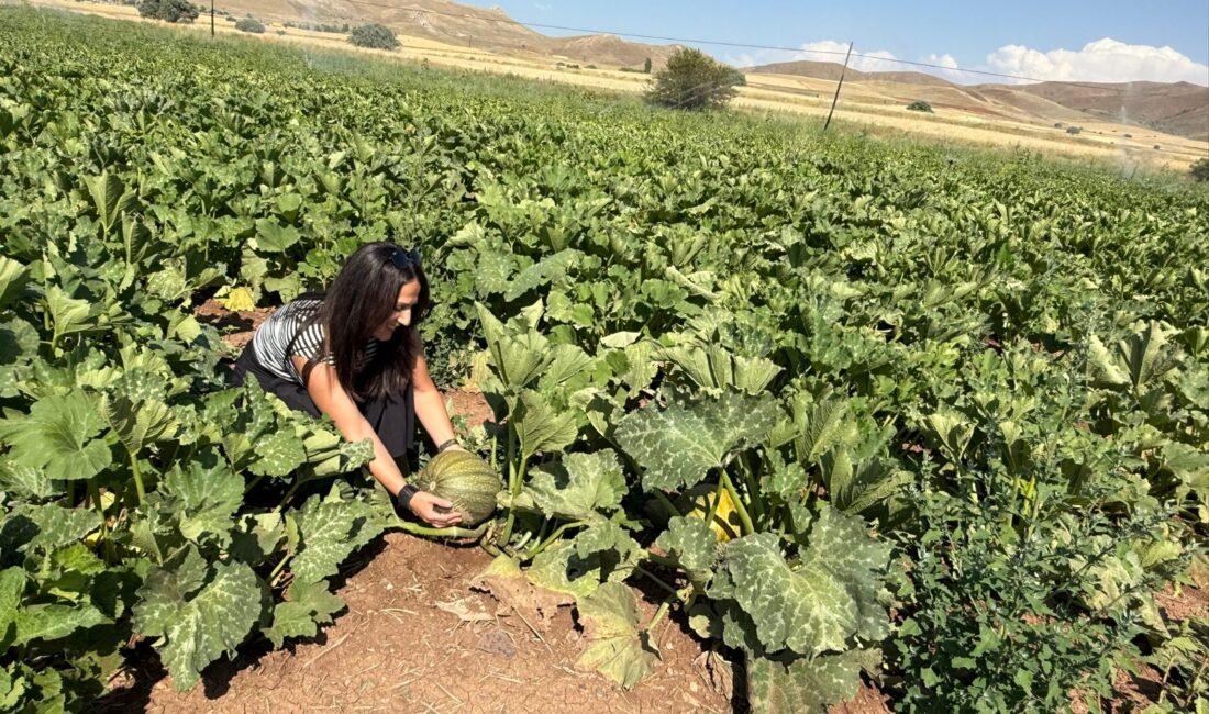 Birçok tarımsal ürünün yetiştirildiği Erzincan ve ilçelerinde ürün desenine yeni