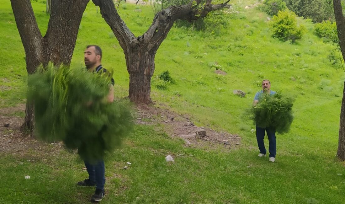 Erzincan’da Çakşır Otu O Zararlıya Karşı Savaşacak