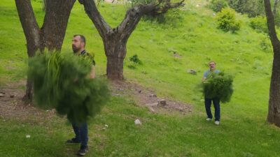 Erzincan’da Çakşır Otu O Zararlıya Karşı Savaşacak