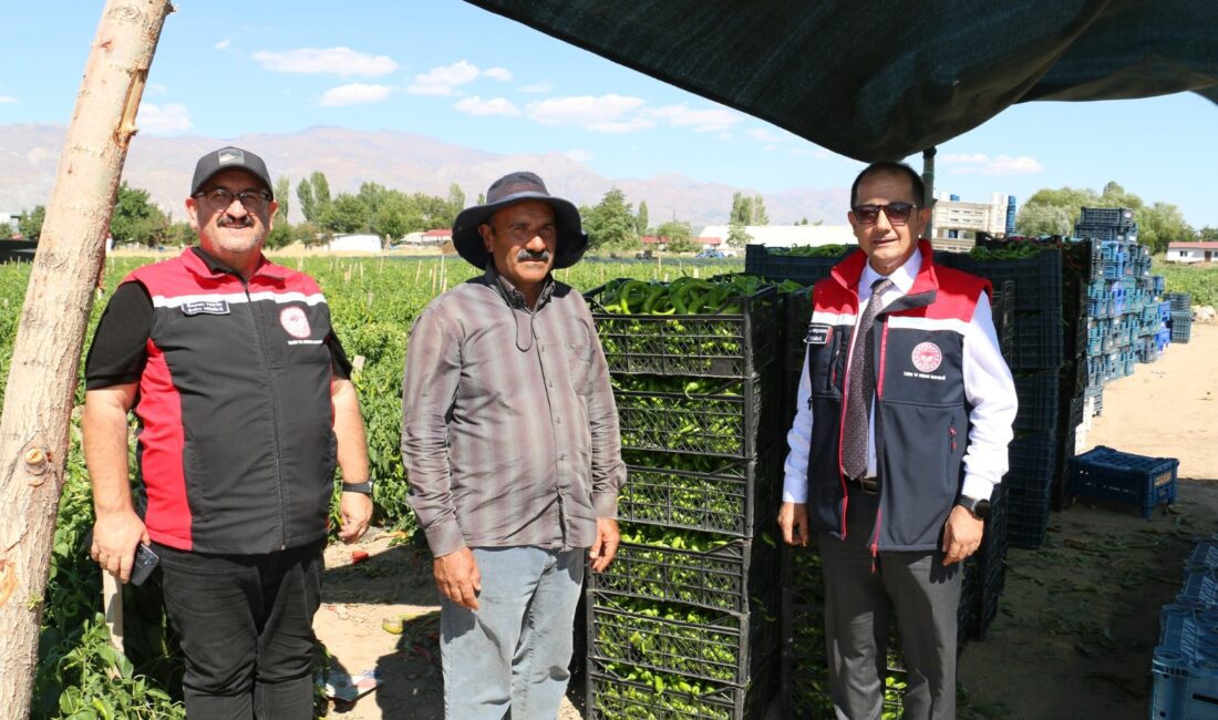 Erzincan sebzecilik sektöründe emin adımlarla ilerlemeye devam ediyor
