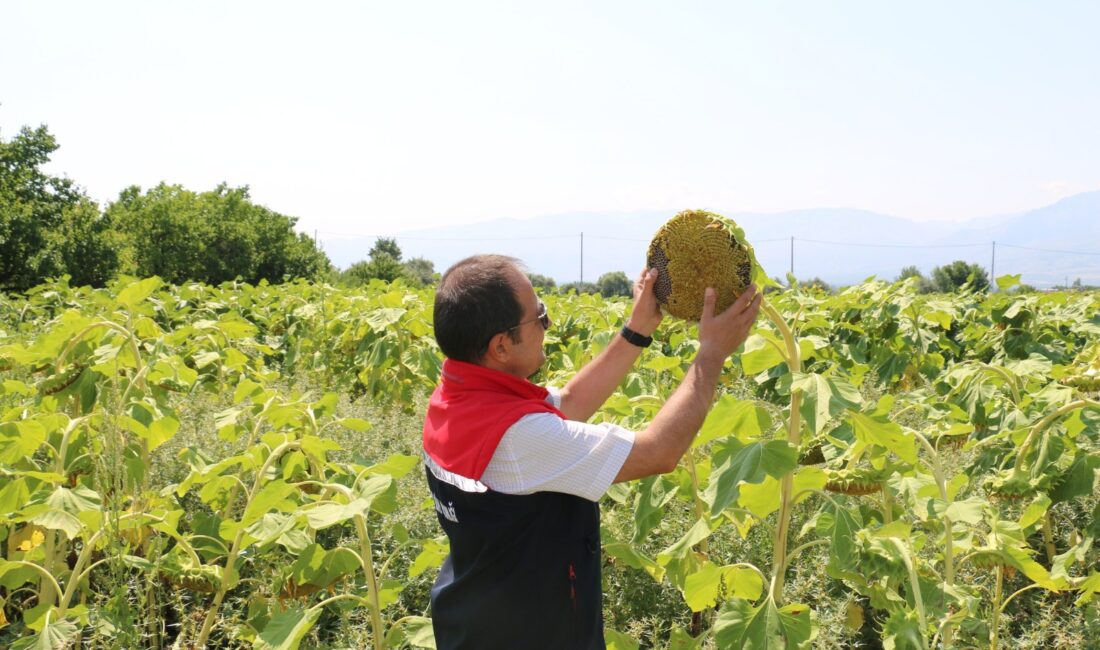 Erzincan tarım sektöründe son yıllarda hızlı bir yayılış trendine giren